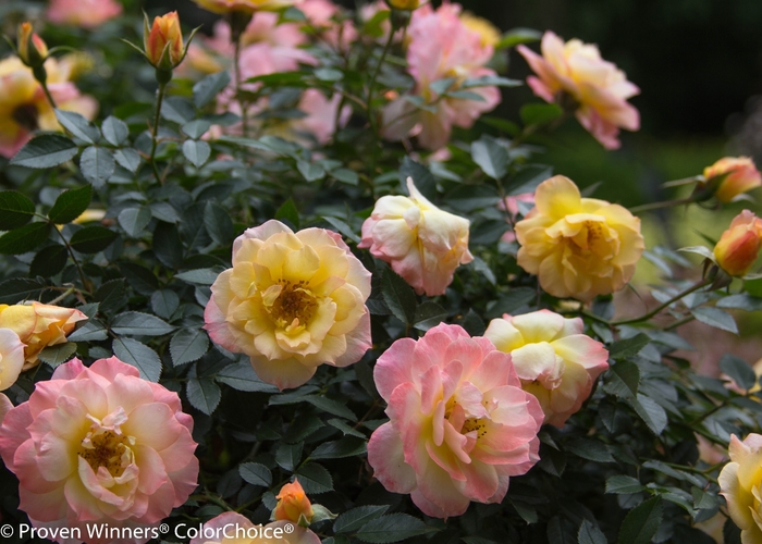 Oso Easy Italian Ice® - Rosa x 'CHEWNICEBELL' PP26532 from Evans Nursery