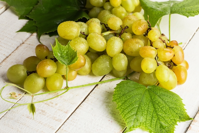 'Himrod' Seedless Grape - Vitis labrusca from Evans Nursery
