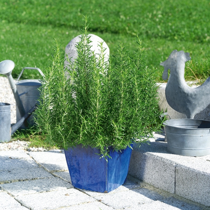 Common Rosemary - Rosmarinus officinalis from Evans Nursery