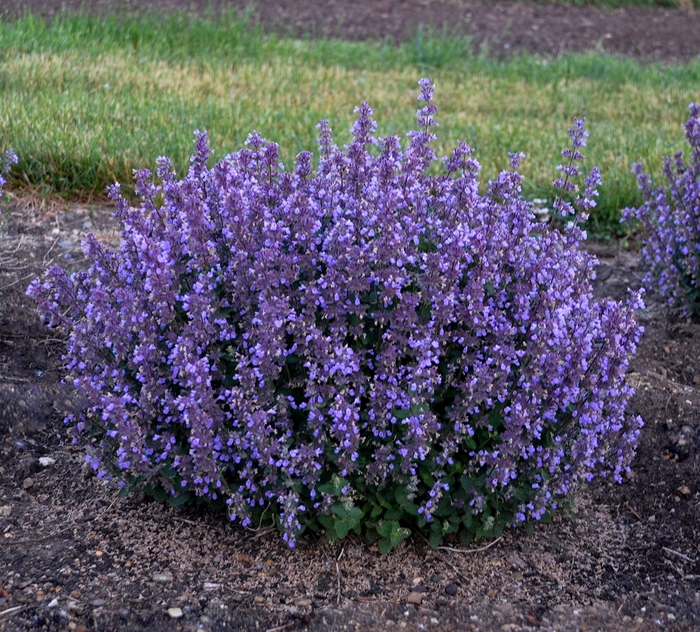 'Cat's Pajamas' - Nepeta hybrid from Evans Nursery