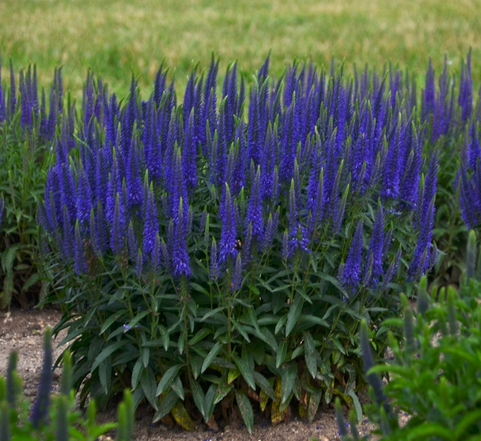 Magic Show® Wizard of Ahhs - Veronica hybrid from Evans Nursery