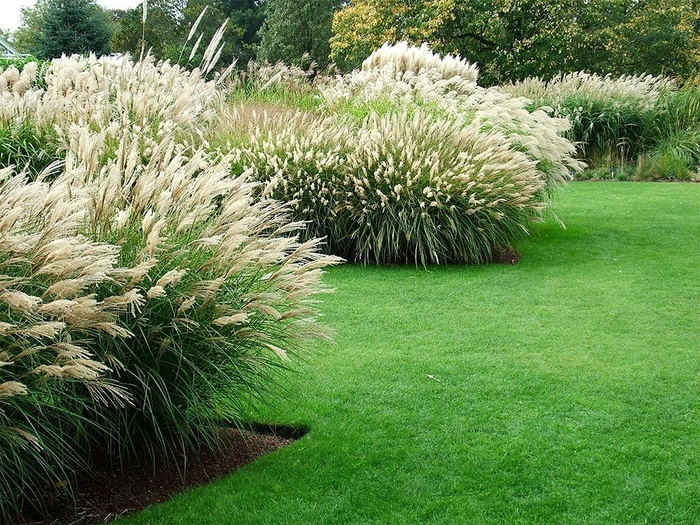 Miscanthus little Kitten | Little Kitten Grass | Evans Nursery