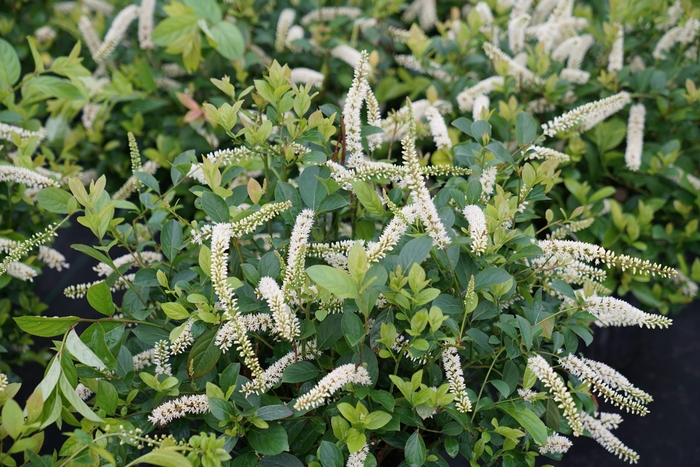 Scentlandia® - Itea virginica from Evans Nursery