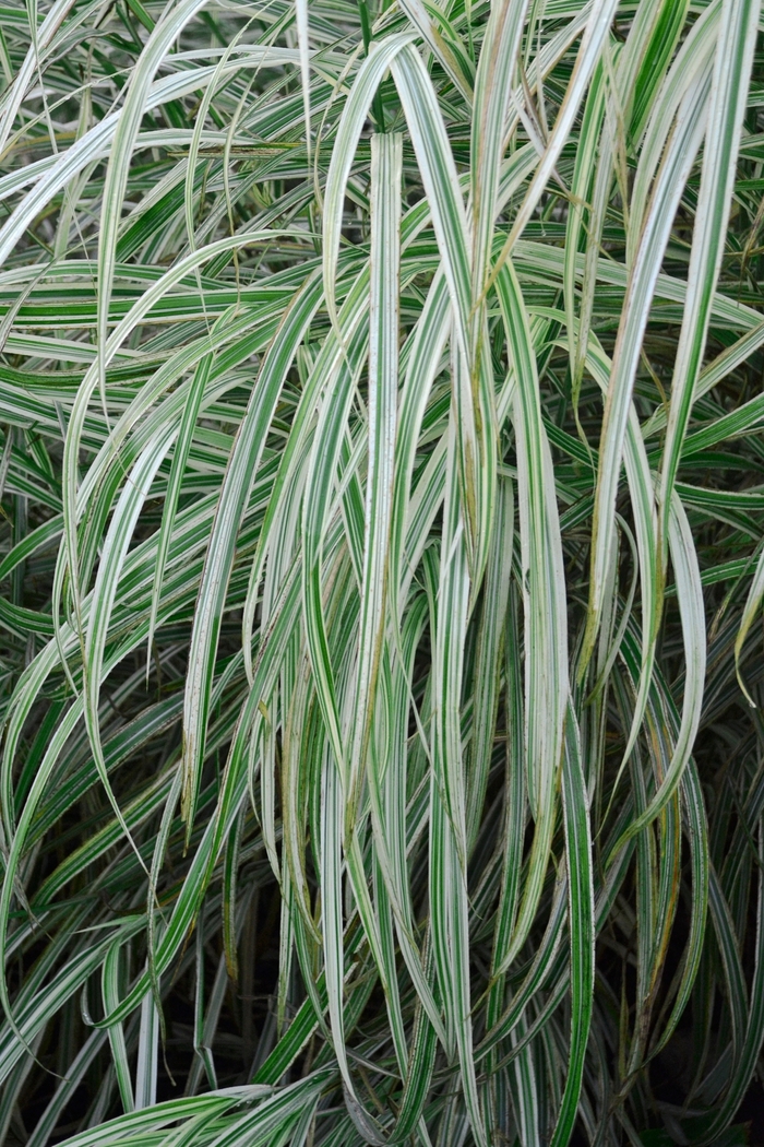 Variegated Grass - Miscanthus sinensis from Evans Nursery