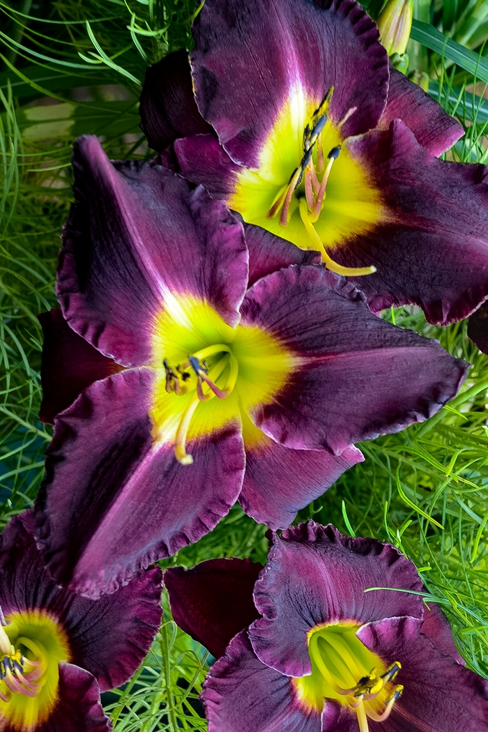 Daylily - Hemerocallis 'Bela Lugosi' from Evans Nursery