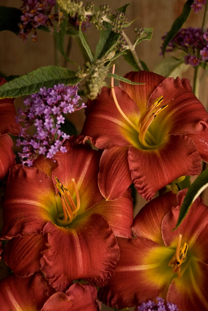 Daylily - Hemerocallis 'Earlybird Cardinal' from Evans Nursery