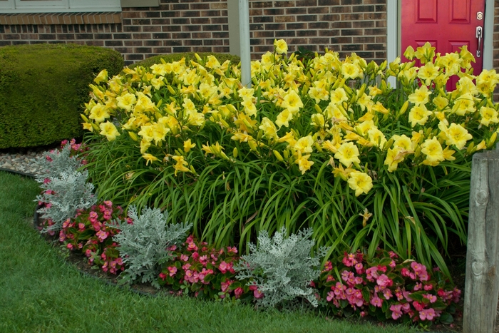 Rainbow Rhythm® 'Going Bananas' - Hemerocallis hybrid from Evans Nursery