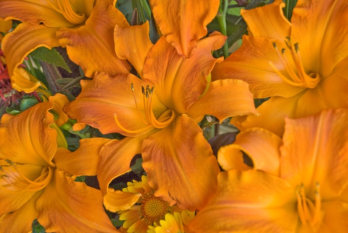 Rainbow Rhythm® Primal Scream - Hemerocallis hybrid from Evans Nursery