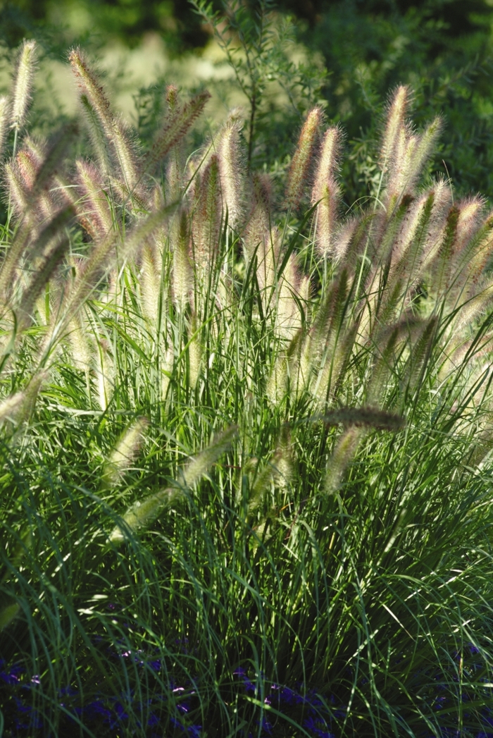 Dwarf Fountain Grass 'Cassian' - Pennisetum alopecuroides 'Cassian' from Evans Nursery