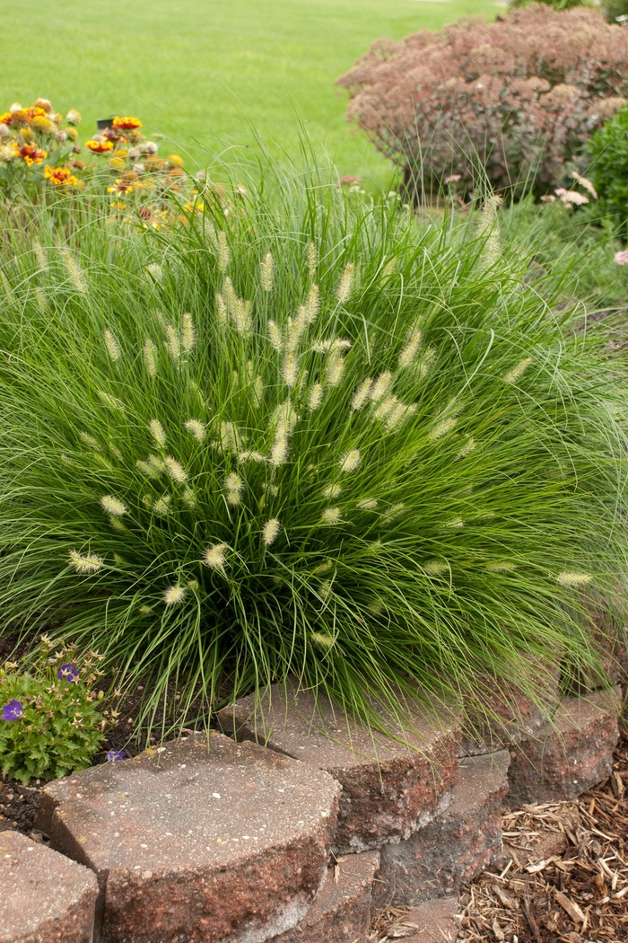 'Little Bunny' Miniature Fountain Grass - Pennisetum alopecuroides from Evans Nursery