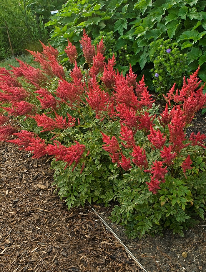 Astilbe-Hybrid - Astilbe x arendsii 'August Light' from Evans Nursery