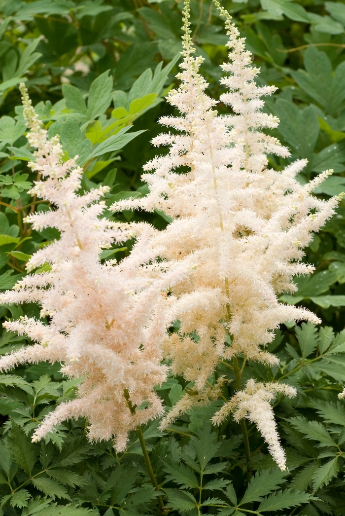 Astilbe-Chinese - Astilbe chinensis ''Milk and Honey'' from Evans Nursery