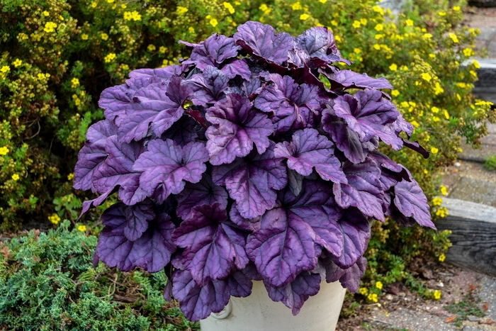 Dolce® Wildberry - Heuchera hybrid from Evans Nursery