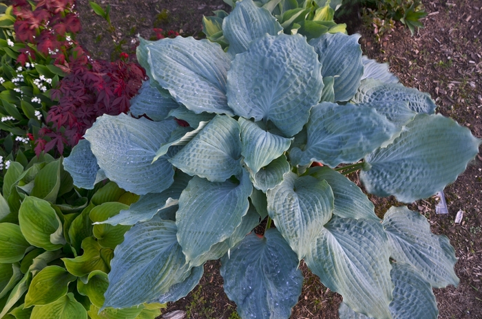 Shadowland® 'Diamond Lake' - Hosta hybrid from Evans Nursery