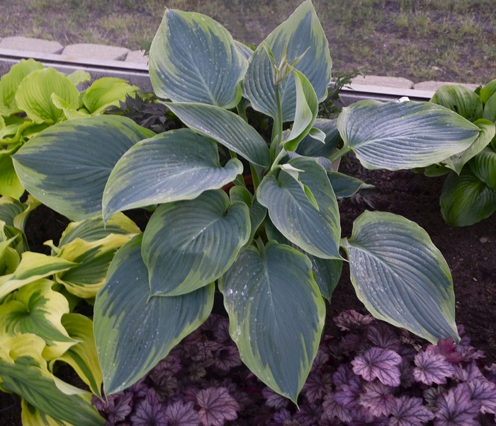 Shadowland® 'Wu-La-La' - Hosta hybrid from Evans Nursery