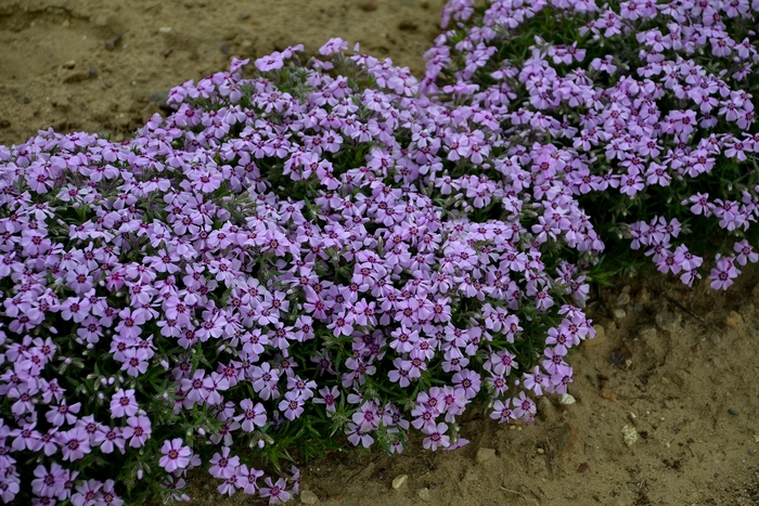 Creeping Phlox - Phlox 'Eye Candy' from Evans Nursery