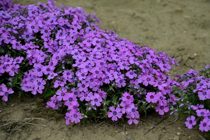 Creeping Phlox - Phlox 'Eye Shadow' from Evans Nursery