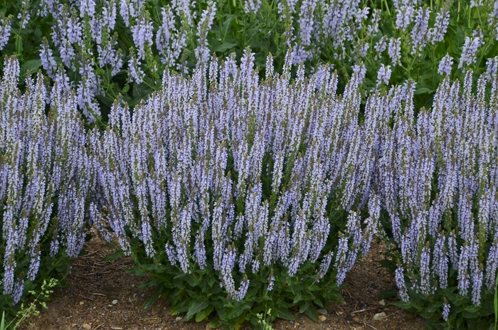 'Perfect Profusion' - Salvia nemerosa from Evans Nursery