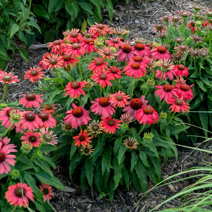 Coneflower - Echinacea hybrid from Evans Nursery