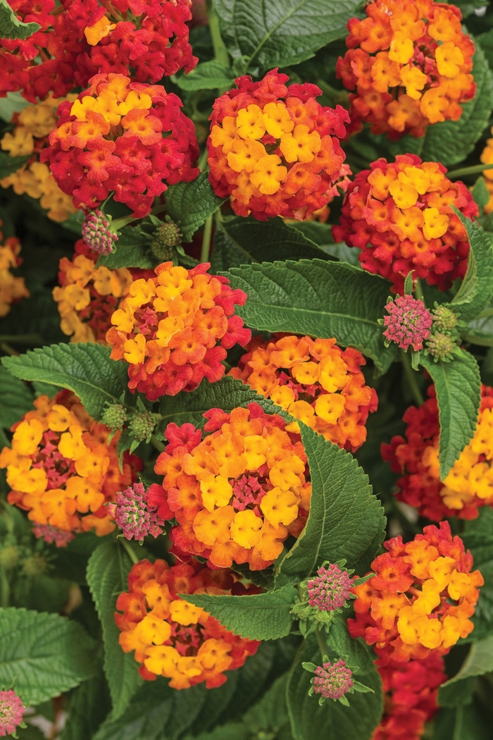 Luscious® Citrus Blend™ - Lantana camara from Evans Nursery