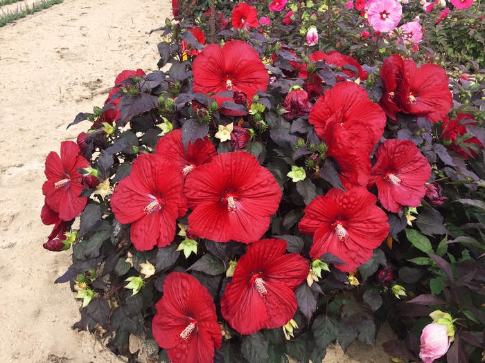 Summerific® 'Holy Grail' - Hibiscus hybrid from Evans Nursery