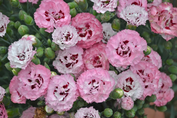  Cheddar Pinks - Dianthus 'Pretty Poppers Appleblossom Burst' from Evans Nursery