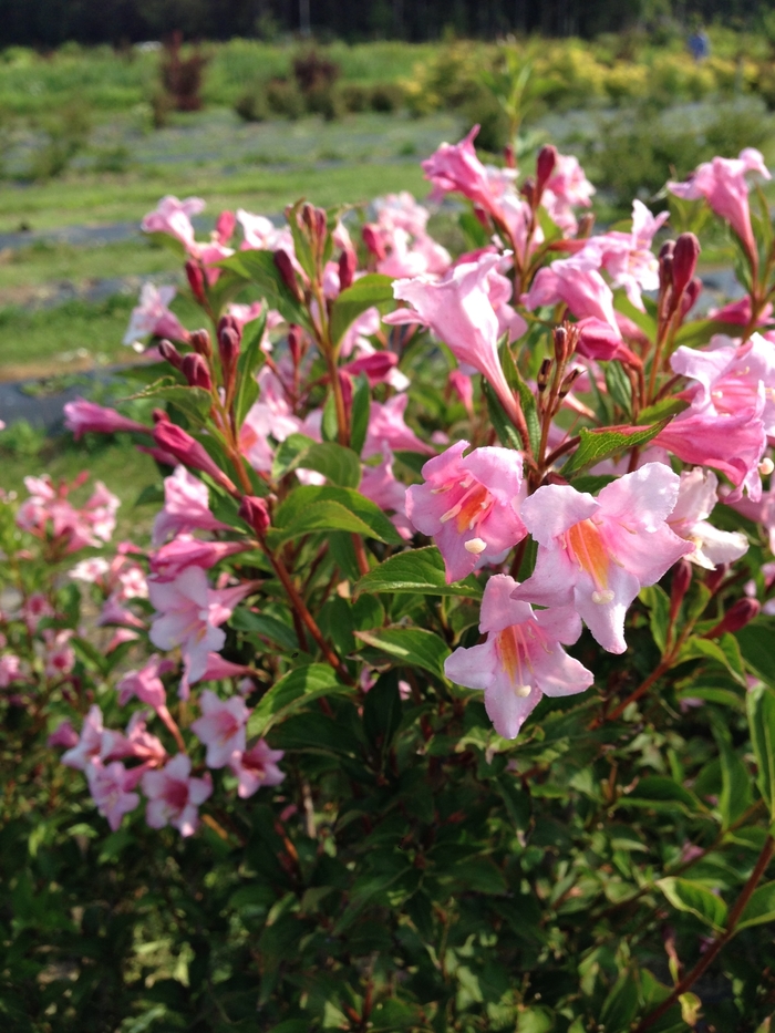 Sonic Bloom® Pure Pink - Weigela florida from Evans Nursery