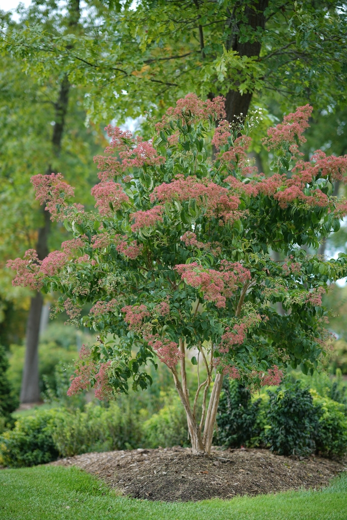 Temple of Bloom® - Heptacodium miconoides from Evans Nursery