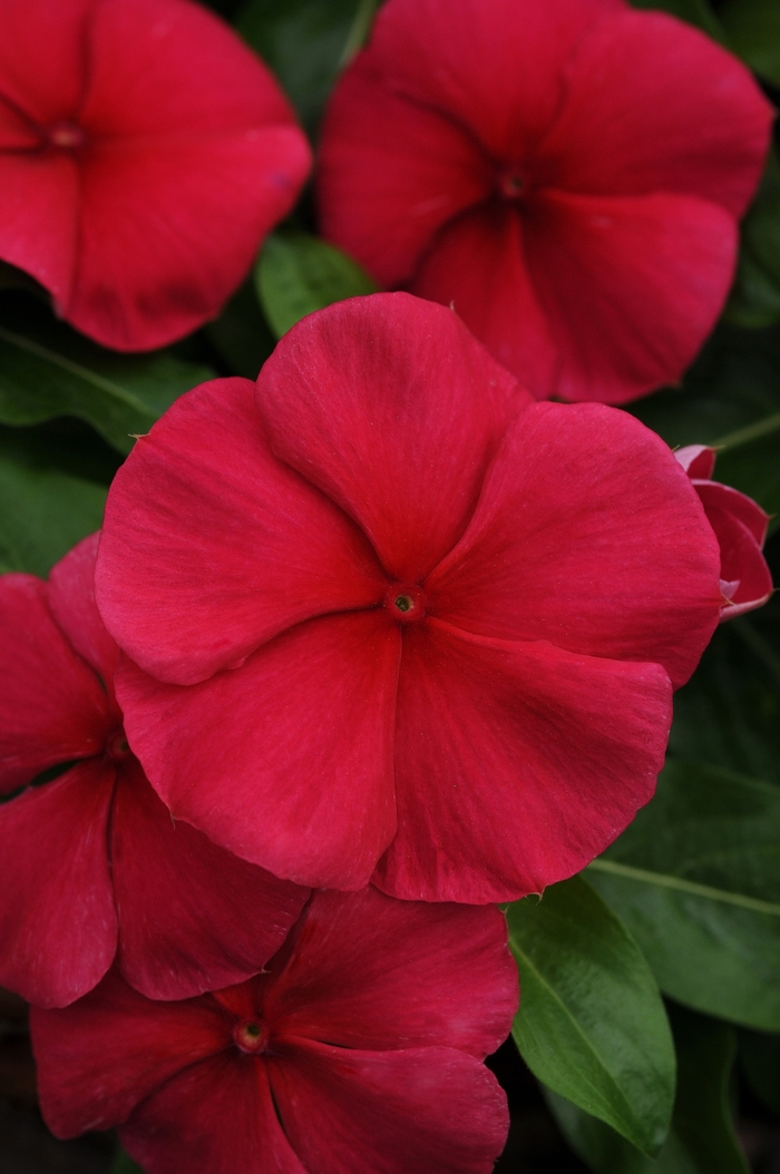 Cascading Red Beauty Vinca - Trailing Red Vinca from Evans Nursery