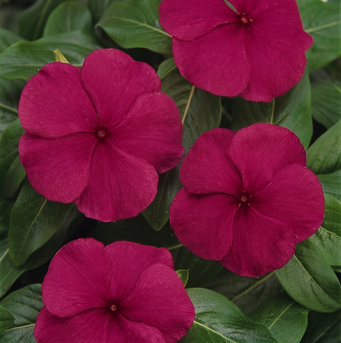 Trailing Burgundy Beauty Vinca - Catharanthus roseus 'Titan Burgundy' from Evans Nursery