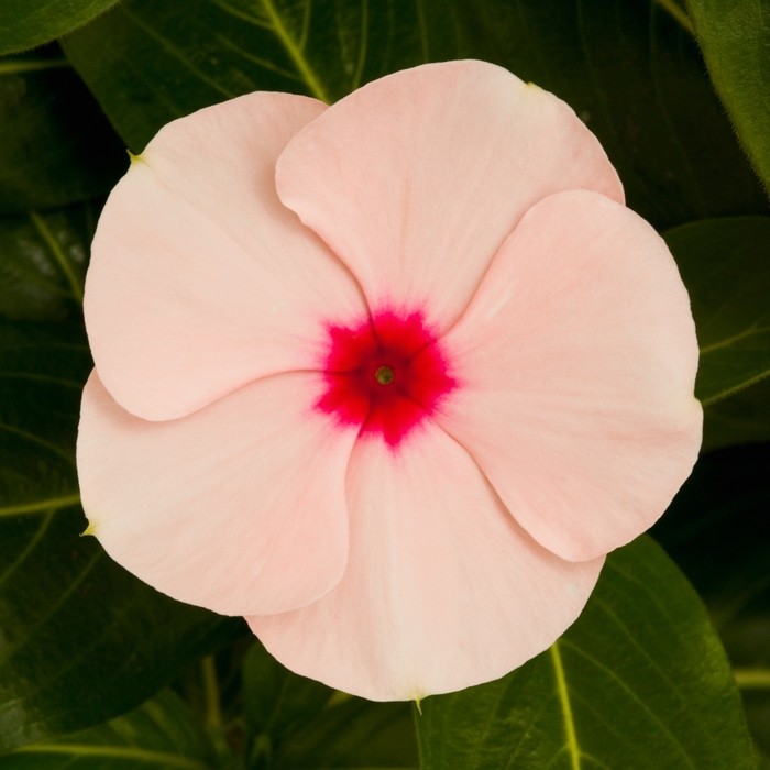 Annual Vinca; Periwinkle - Catharanthus roseus 'Cora Cascade Apricot' from Evans Nursery