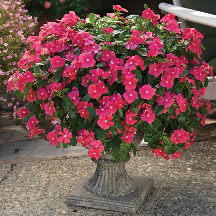  Cora Cascade Cherry Vinca - Catharanthus roseus from Evans Nursery