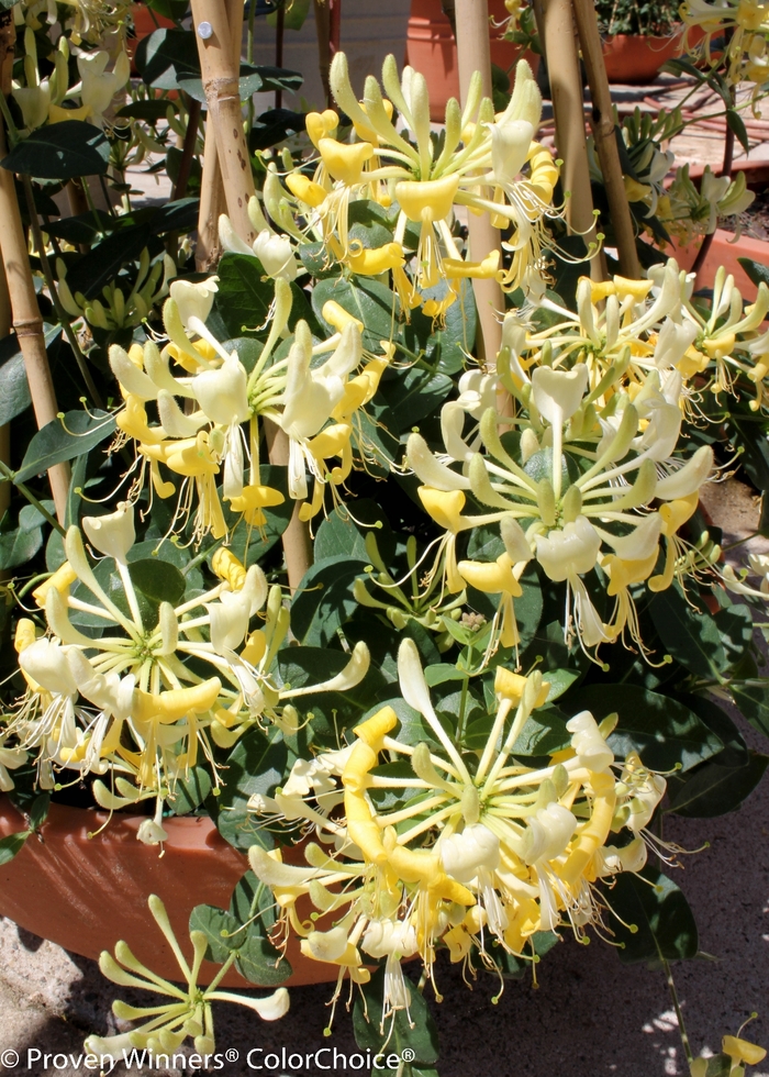 'Scentsation' - Lonicera periclymenum from Evans Nursery