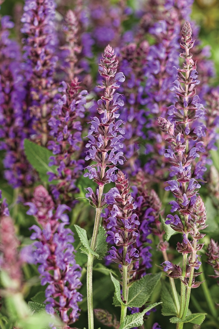 Color Spires® 'Violet Riot' - Salvia nemorosa from Evans Nursery