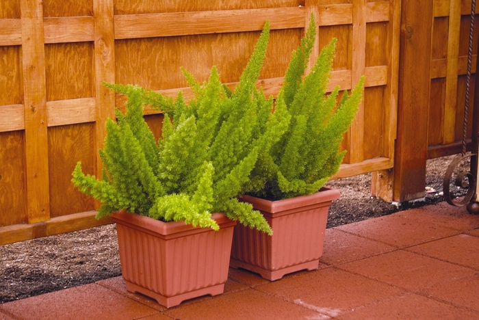 Foxtail Fern - from Evans Nursery