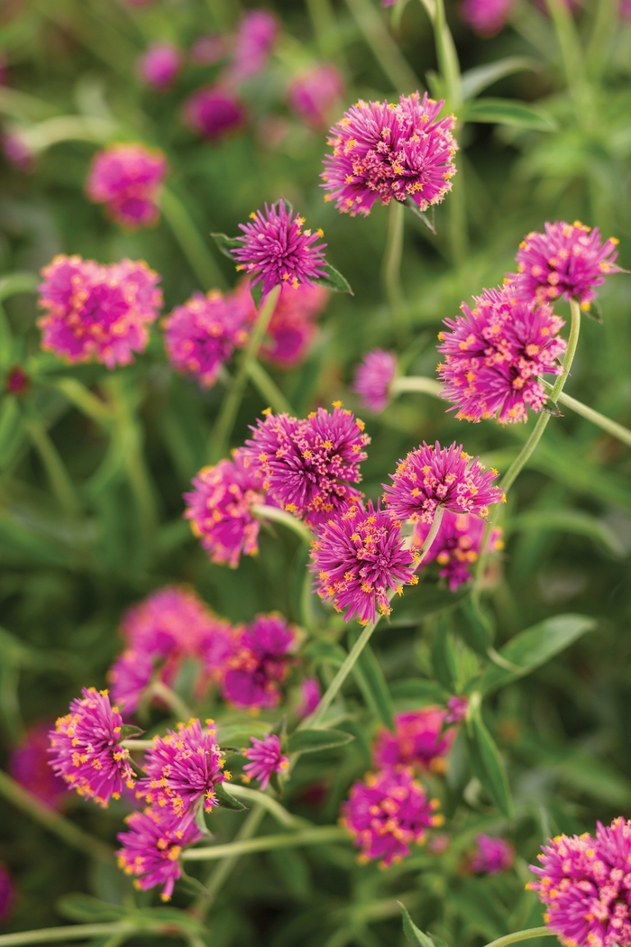 Truffula™ Pink - Gomphrena pulchella from Evans Nursery