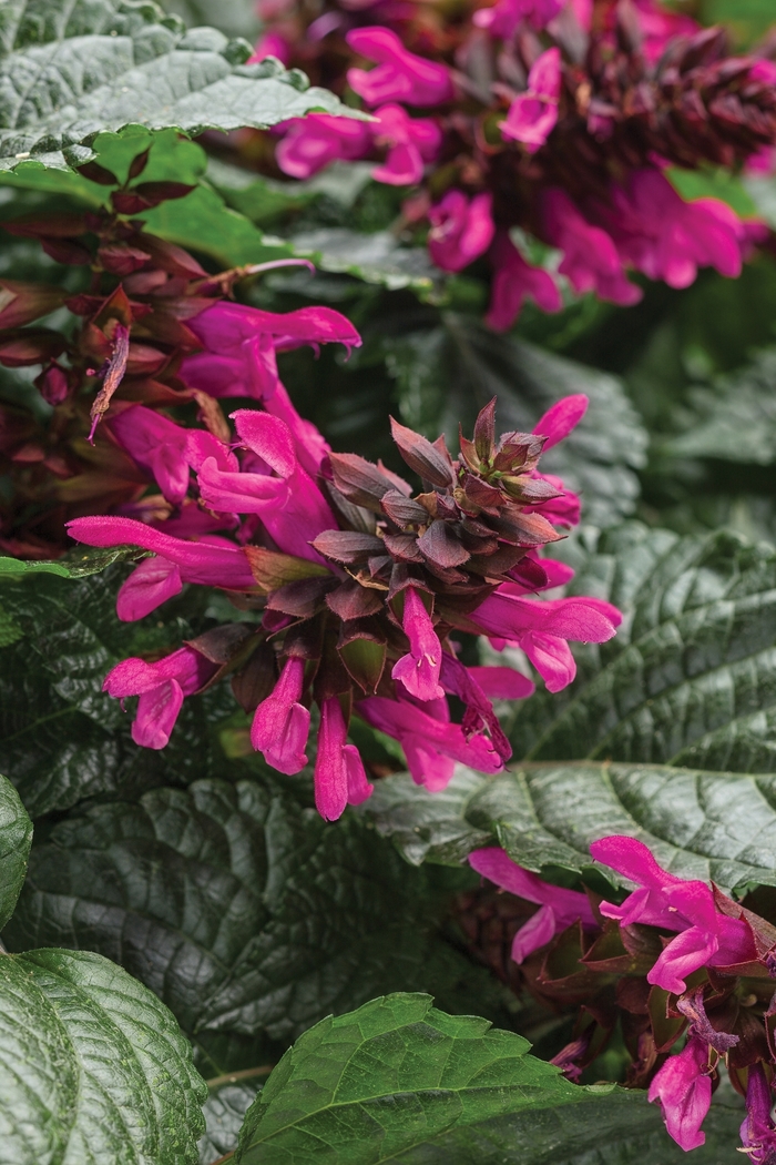 Rockin® Fuchsia - Salvia hybrid from Evans Nursery