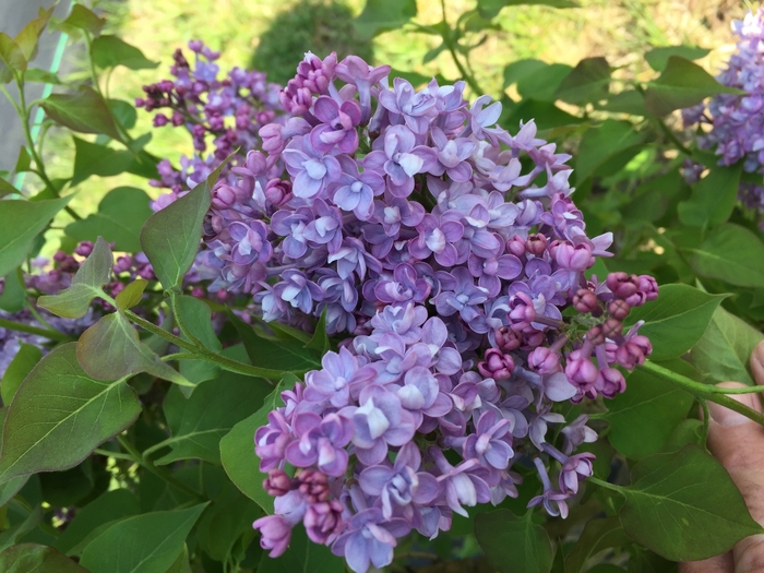 Scentara® 'Double Blue' - Syringa x hyacinthiflora (Lilac) from Evans Nursery