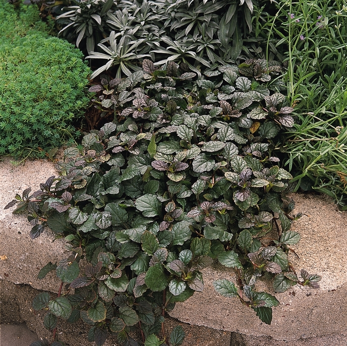Ajuga - Ajuga reptans from Evans Nursery