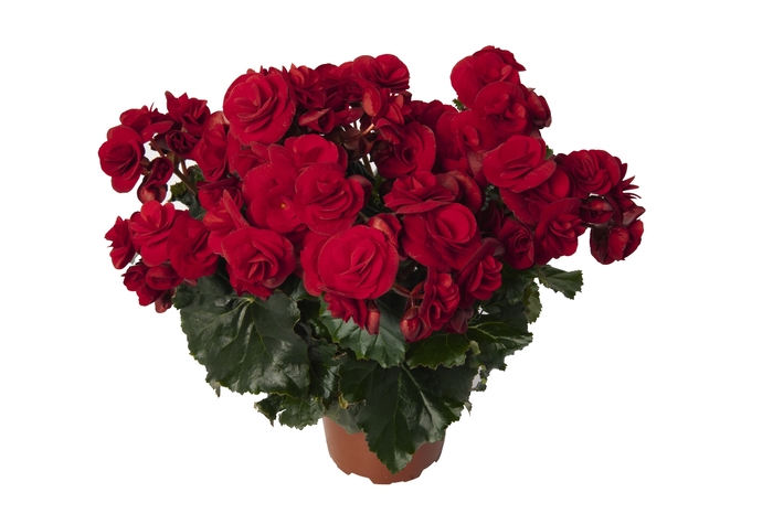 Solenia® Velvet Red - Begonia x hiemalis from Evans Nursery