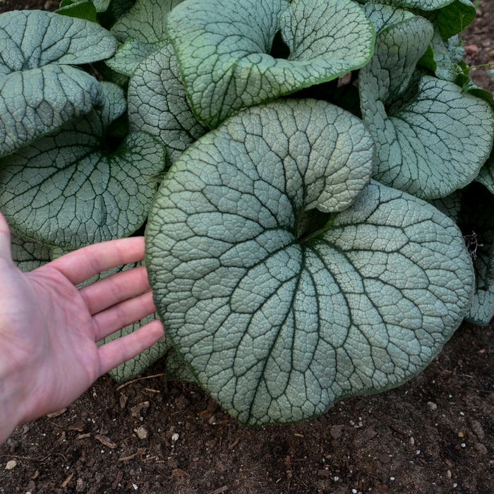 Heartleaf Brunnera - Brunnera macrophylla 'Sterling Silver' from Evans Nursery