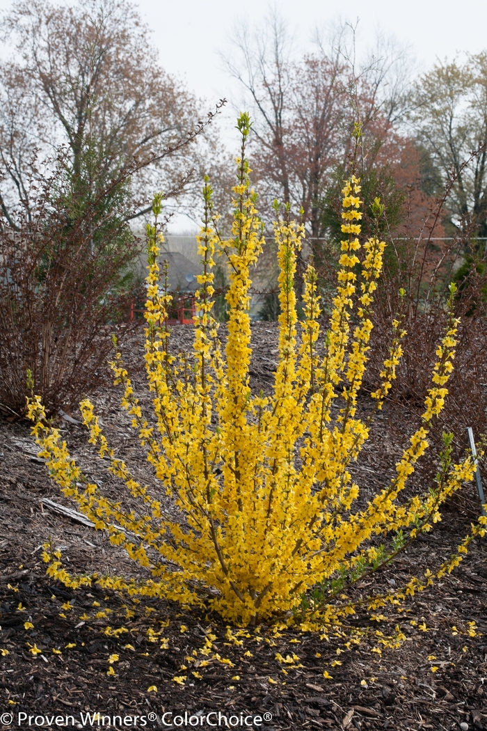 Show Off Starlet® - Forsythia x from Evans Nursery