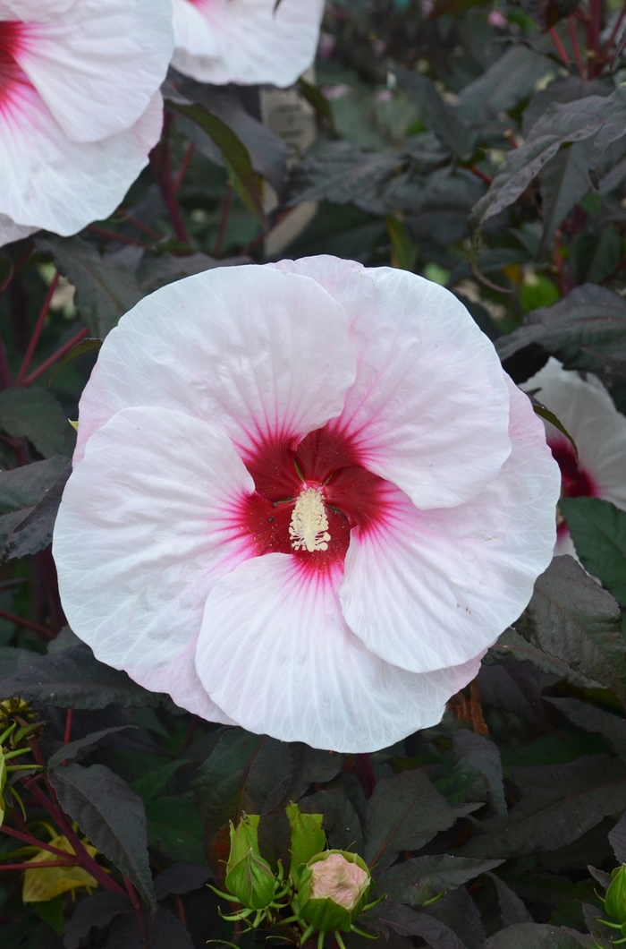 Rose Mallow - Hibiscus 'Mocha Moon' from Evans Nursery