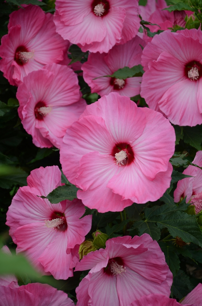 Rose Mallow - Hibiscus 'Airbrush Effect' from Evans Nursery