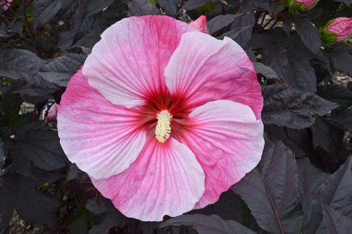 Rose Mallow - Hibiscus 'Starry Starry Night' from Evans Nursery