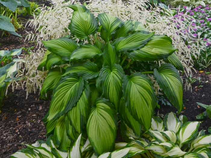 Hosta - Hosta 'Angel Falls' from Evans Nursery