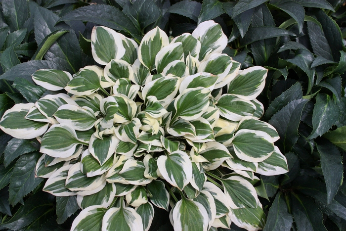 Plantain Lily - Hosta 'Diamonds are Forever' from Evans Nursery