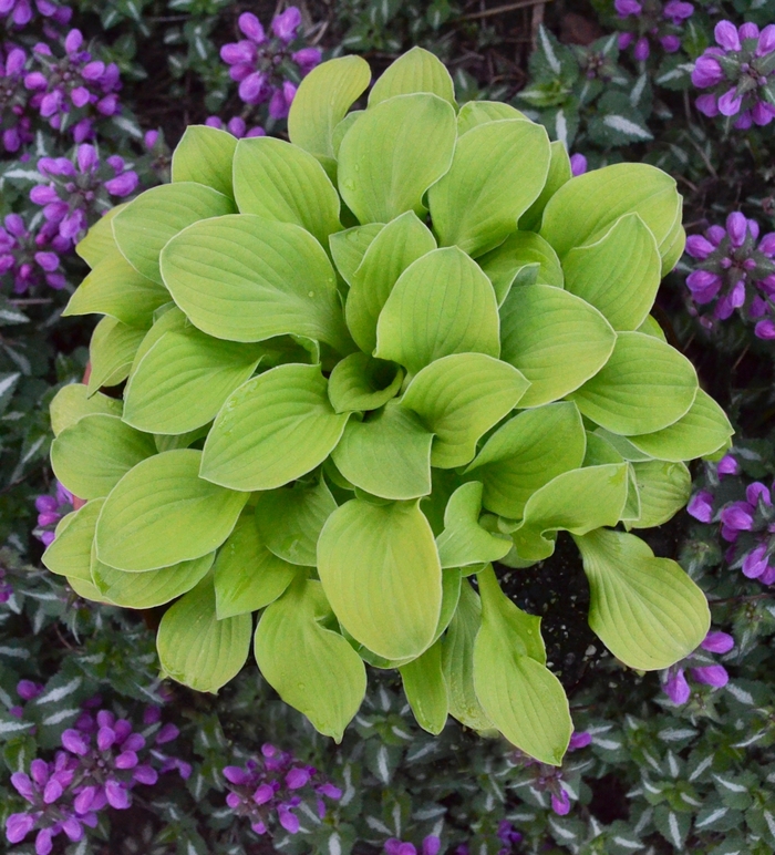 Hosta, Plantain Lily - Hosta 'Sun Mouse' from Evans Nursery