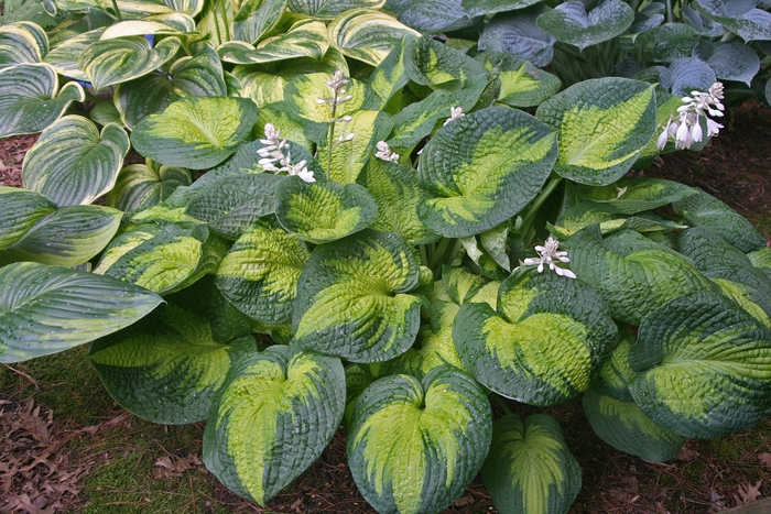  'Brother Stefan' - Hosta from Evans Nursery