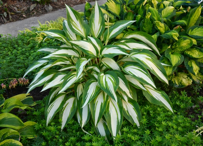 Cool as a Cucumber Hosta - Hosta 'Cool as a Cucumber' from Evans Nursery